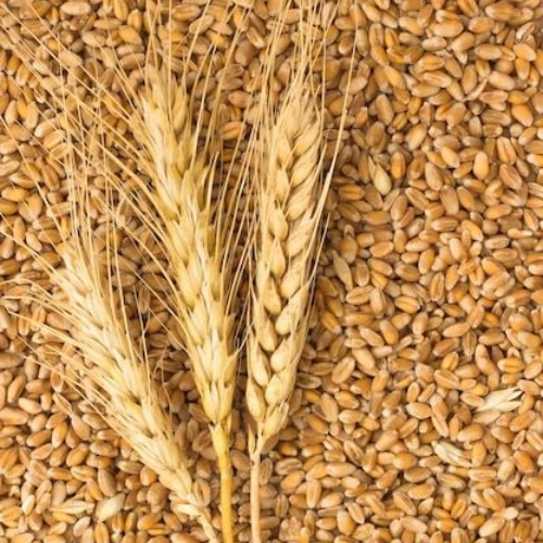Premium Millet from Tanzania