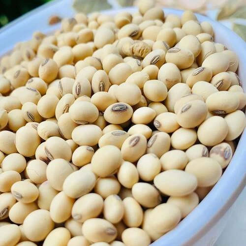 Premium Organic Yellow Beans